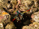 %_tempFileName20120502-3-Sunview%20Peacock%20Mantis%20Shrimp%