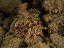 %_tempFileName20120502-3-Sunview%20Raggy%20Scorpionfish%