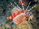 %_tempFileName20120502-3-Sunview%20Zebra%20Lionfish%