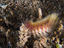 %_tempFileName20120502-4-Secret%20Bay%20Fireworm%