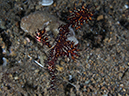 %_tempFileName20120502-4-Secret%20Bay%20Ornate%20Ghost%20Pipefish%