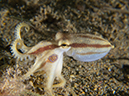 %_tempFileName20120502-4-Secret%20Bay%20Poision%20Ocellate%20Octopus%20(2)%
