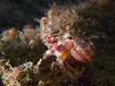 %_tempFileName20120502-4-Secret%20Bay%20Poision%20Ocellate%20Octopus%20(3)%