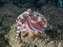 %_tempFileName20120502-4-Secret%20Bay%20Poision%20Ocellate%20Octopus%20(4)%
