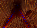 %_tempFileName20120502-4-Secret%20Bay%20Radiant%20Sea%20Urchin%