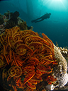%_tempFileName20120503-2-Coral%20Garden%20(1)%