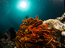 %_tempFileName20120503-2-Coral%20Garden%20(5)%