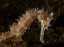 %_tempFileName20120503-3-Secret%20Bay%20Flores%20Seahorse%