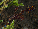 %_tempFileName20120503-3-Secret%20Bay%20Ornate%20Ghost%20Pipefish%