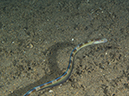 %_tempFileName20120503-3-Secret%20Bay%20Snake%20Blenny%