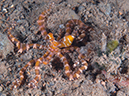 %_tempFileName20120503-3-Secret%20Bay%20Wunderpus%20-%20Octopus%