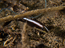 %_tempFileName20120503-4-Coconut%20(6)%