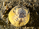 %_tempFileName20120503-4-Coconut%20Black%20Finned%20Snake%20Eel%
