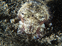 %_tempFileName20120503-4-Coconut%20Dwarf%20Cuddlefish%