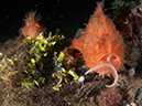 %_tempFileName20120503-4-Coconut%20Hairy%20Frogfish%