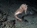 %_tempFileName20120503-4-Coconut%20Seahorse%