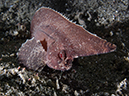 %_tempFileName20120503-4-Coconut%20Spiny%20Waspfish%20%
