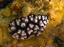 %_tempFileName20120504-1-Red%20Rock%20(1)%