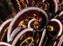 %_tempFileName20120504-1-Red%20Rock%20Crinoid%