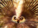 %_tempFileName20120504-1-Red%20Rock%20Feather%20Duster%20Worm%