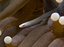 %_tempFileName20120504-1-Red%20Rock%20Mushroom%20Coral%20Pipefish%20(2)%