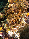 %_tempFileName20120504-1-Red%20Rock%20Raggy%20Scorpionfish%