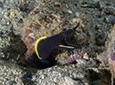 %_tempFileName20120504-1-Red%20Rock%20Ribbon%20Eel%20-%20Juvenile%