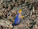 %_tempFileName20120504-1-Red%20Rock%20Ribbon%20Eel%