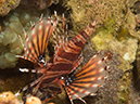 %_tempFileName20120504-1-Red%20Rock%20Zebra%20Lionfish%