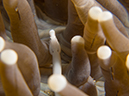 %_tempFileName20120504-1-Red%20RockMushroom%20Coral%20Pipefish%20(1)%