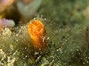 %_tempFileName20120504-2-Balanoy%20(4)%
