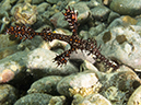 %_tempFileName20120504-2-Balanoy%20Ornate%20Ghost%20Pipefish%