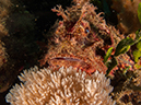 %_tempFileName20120504-2-Balanoy%20Raggy%20Scorpionfish%