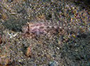 %_tempFileName20120504-2-Balanoy%20Shoulderbar%20Goby%