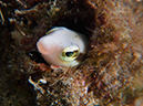 %_tempFileName20120504-2-Balanoy%20Snake%20Blenny%