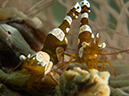 %_tempFileName20120504-2-Balanoy%20Squat%20Shrimp%20(1)%