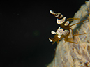 %_tempFileName20120504-2-Balanoy%20Squat%20Shrimp%20(2)%