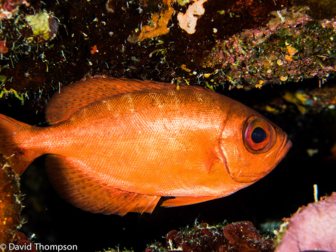 %_tempFileName2014-07-13_02_Long%20Caye_Island_Julies_Jungle-7130087%