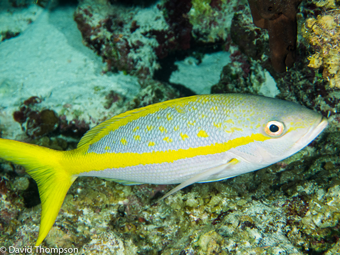 %_tempFileName2014-07-13_03_Long%20Caye_Island_Long_Caye_Ridge-7130141%