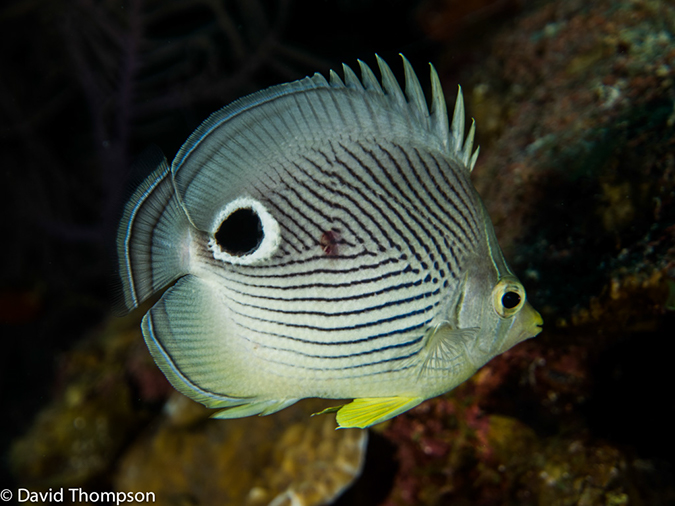 %_tempFileName2014-07-13_03_Long%20Caye_Island_Long_Caye_Ridge-7130145%