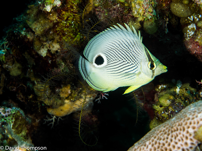 %_tempFileName2014-07-13_03_Long%20Caye_Island_Long_Caye_Ridge-7130171%