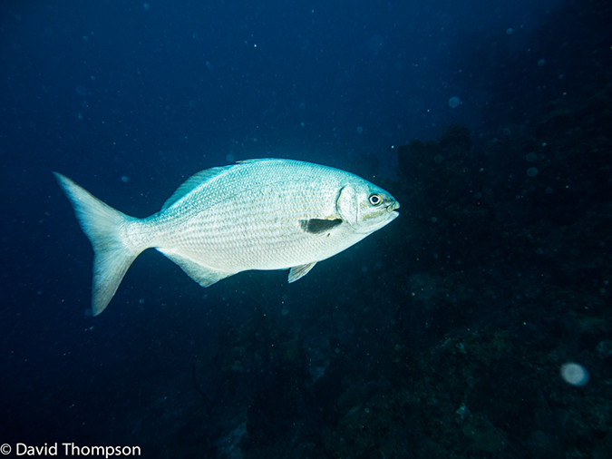 %_tempFileName2014-07-13_04_Long%20Caye_Island_Long_Caye_Ridge-7130004%