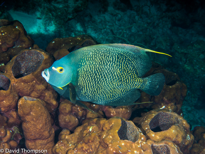 %_tempFileName2014-07-13_04_Long%20Caye_Island_Long_Caye_Ridge-7130007%