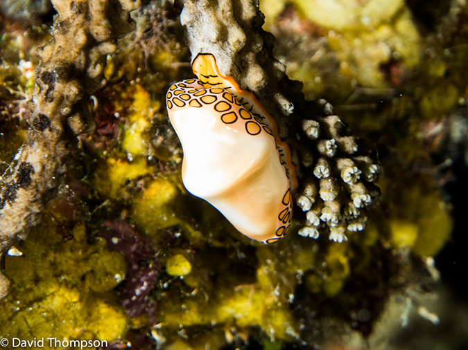 %_tempFileName2014-07-13_04_Long%20Caye_Island_Long_Caye_Ridge-7130029%