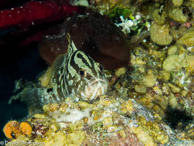 %_tempFileName2014-07-13_04_Long%20Caye_Island_Long_Caye_Ridge-7130031%