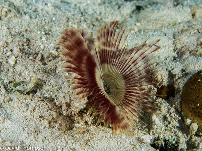 %_tempFileName2014-07-13_04_Long%20Caye_Island_Long_Caye_Ridge-7130036%