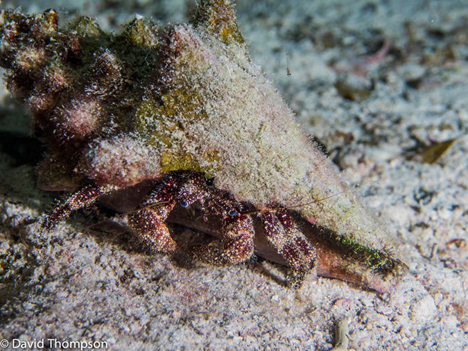 %_tempFileName2014-07-13_05_Long%20Caye_Island_Long_Caye_Ridge-7130077%