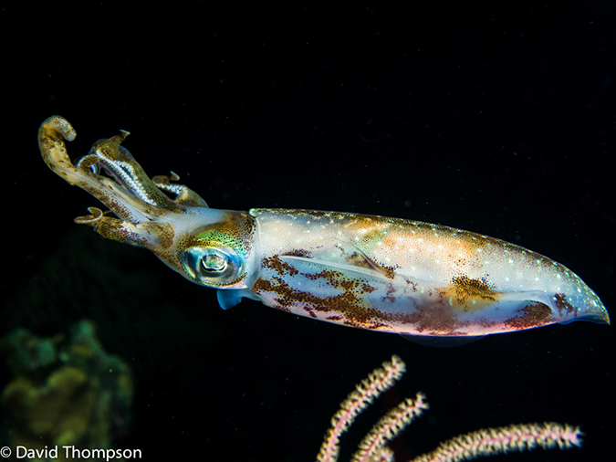 %_tempFileName2014-07-13_05_Long%20Caye_Island_Long_Caye_Ridge-7130082-Edit%