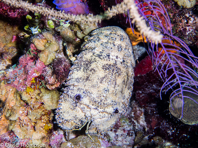 %_tempFileName2014-07-13_05_Long%20Caye_Island_Long_Caye_Ridge-7130094%