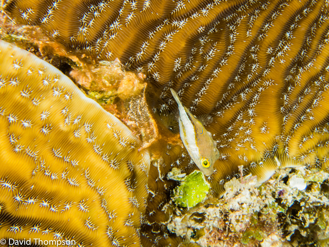 %_tempFileName2014-07-14_01_Half_Moon_Caye_Half_Moon_Wall-7140204%